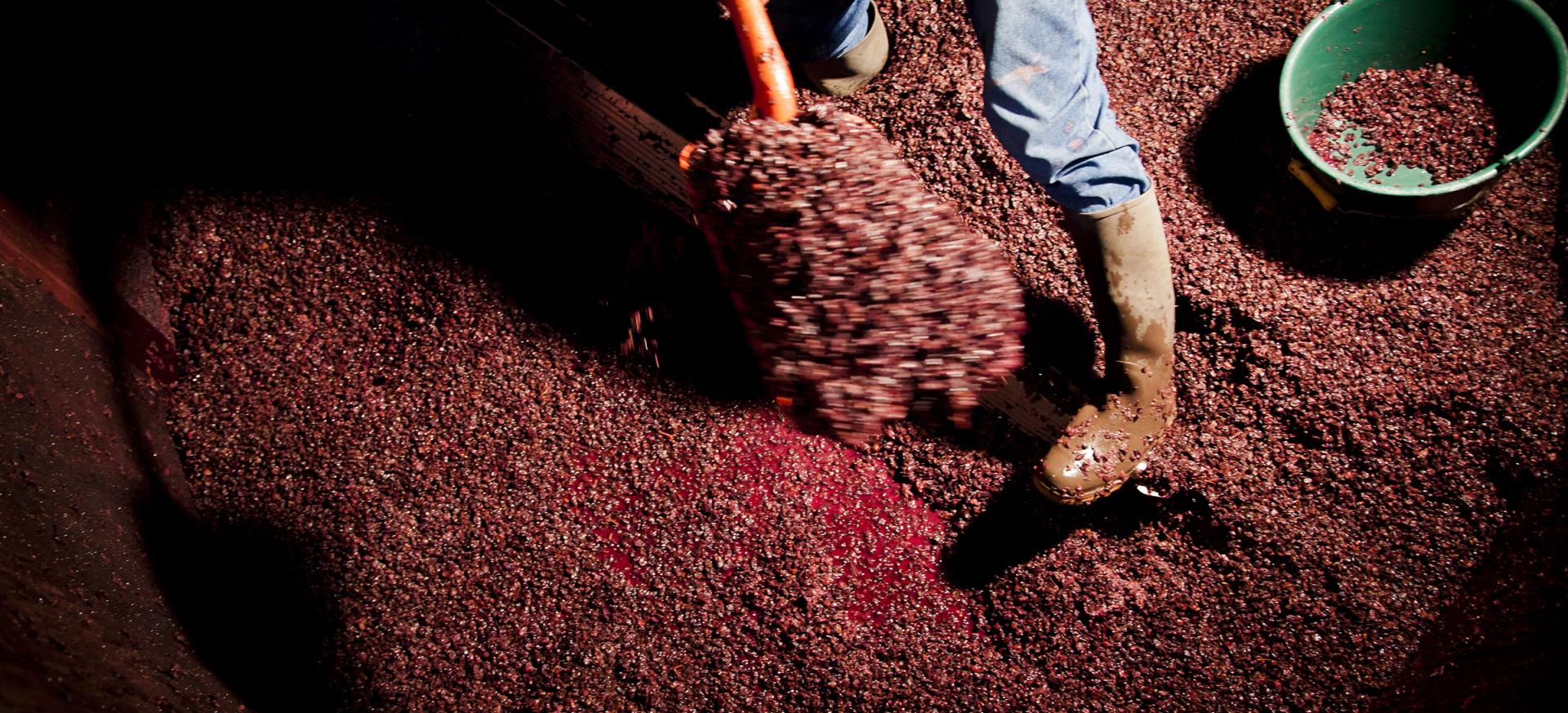 Le Guide Du Viticulteur En Bourgogne. Exploitation / Installation Viticole.